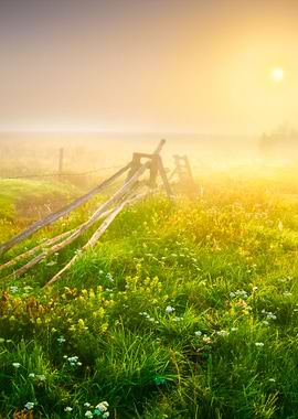 Foggy Morning Meadow