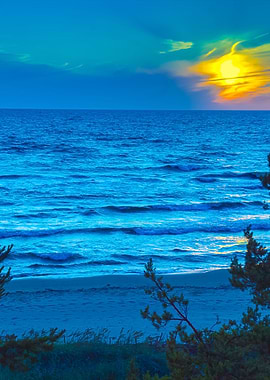 Baltic Sea Coast With Pine