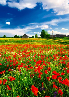 A Poppy Field And A Countr