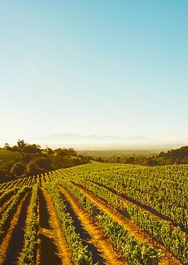 Rows Of Vines In Vineyard