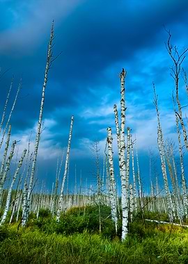 Swamp With Birch Trees In