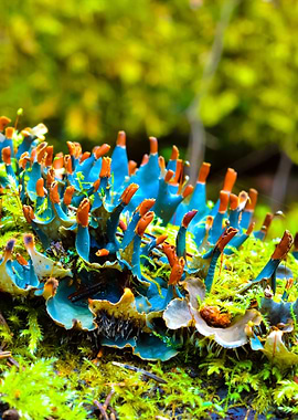 Blue Lichen In The Forest