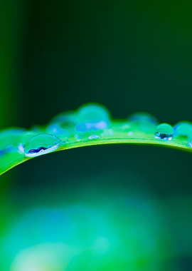 Water Droplets On Plant