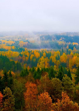 Forest Hills Covered With