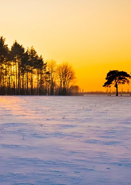 Winter Field Landscape At