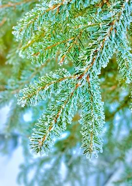 Pine Tree Covered With Fro