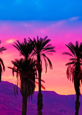 Palm Trees At Sunset In De