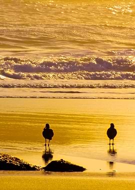 Birds On Sea Beach