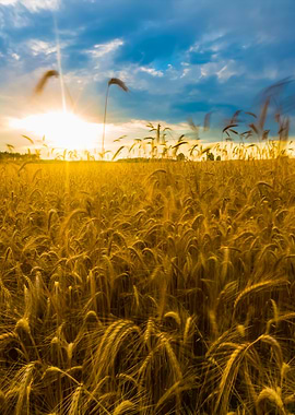 Corn Field Landscape