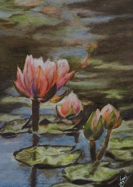 Ye Olde Waterlily Pond