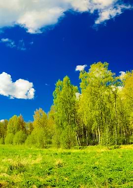 Classical Meadow And Fores