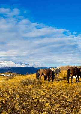 Stunning Backgrounds
