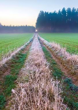 Beautiful Morning With Fro