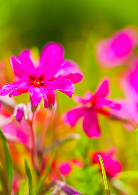 Pink Springtime Flowers