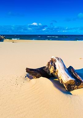 Beautiful Sandy Sea Shore