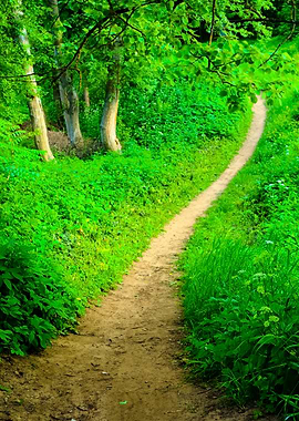 Dark Forest And A Road