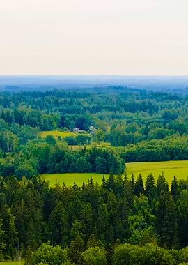 Forest Hills Covered With