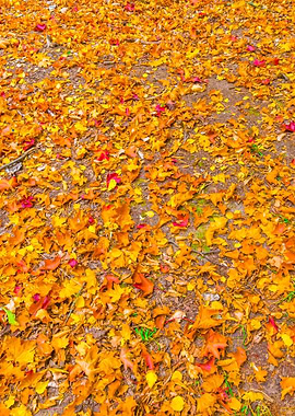 Autumnal Leaves On Ground