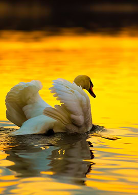 Swan On Sunset Lake