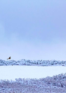 Stunning Backgrounds