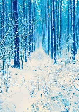 Pine Forest In Winter