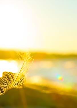 Nature Scene At Sunset