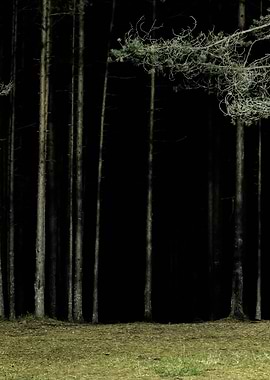 Forest Scene By Night