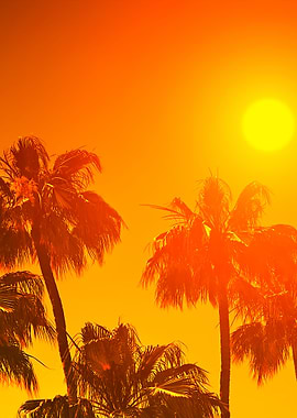 Orange Sunset Over Palm Tr