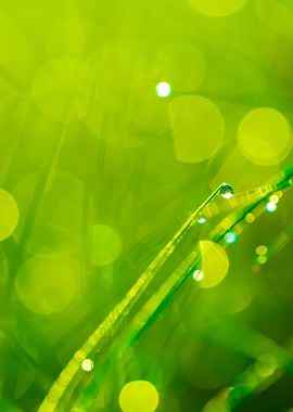 Grass With Dew Droplets