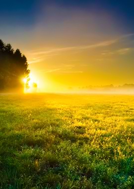Foggy Meadow Sunrise