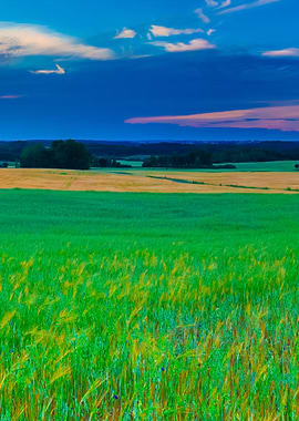 Sunset Over Cereal Field W