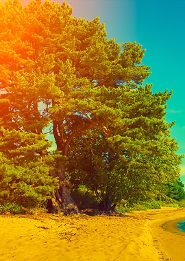 Pine Forest On The Beach