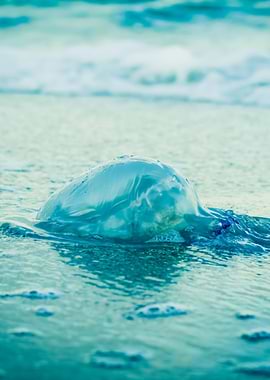 Jellyfish On The Beach In