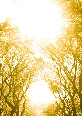 Nyc Central Park Trees Sep