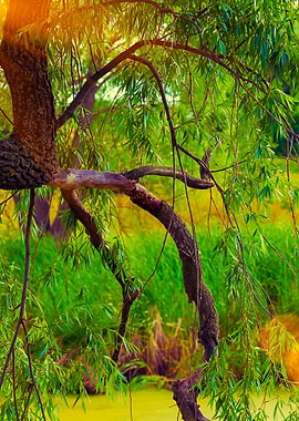 Rural Landscape At Sunset