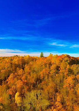 Colorful Forest Hills In F