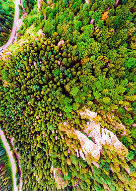 Road In Coniferous Forest