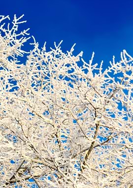 HoarFrost On Trees In Wint