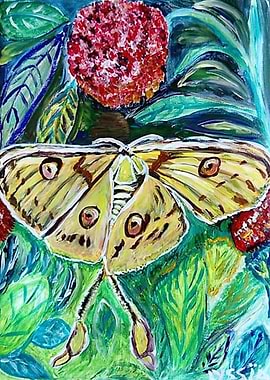 Butterfly N pink flower