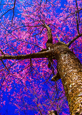Sakura Tree On Blue Sky