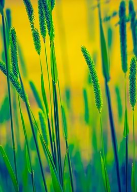 Vintage Photo Of Grass Ear
