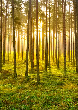 Strong Beautiful Fog And S