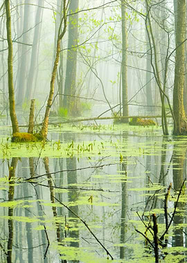 Swamp In Fog At The Sunris