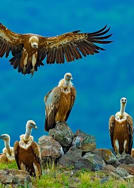 Griffon Vulture Gyps Fulvu