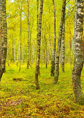Birch Tree Forest In Latvi