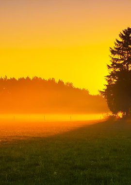 Foggy Morning Meadow