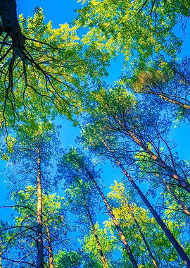 Autumnal Forest From Below