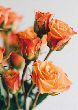 Orange roses