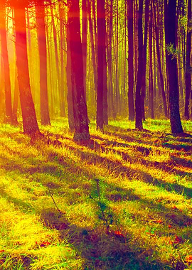 Pine Forest In The Morning