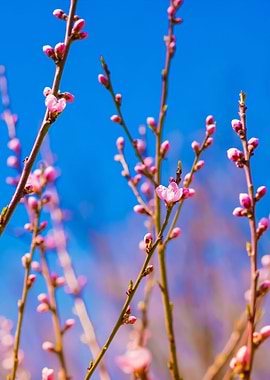 Blooming Tree Branches Wit